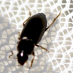 Harpalinae