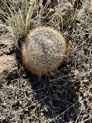 Pediocactus simpsonii
