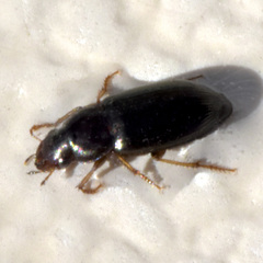 Harpalinae