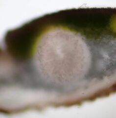 Dermatocarpon miniatum