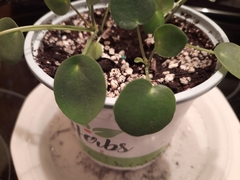 Pilea peperomioides
