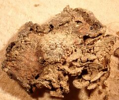 Dermatocarpon miniatum