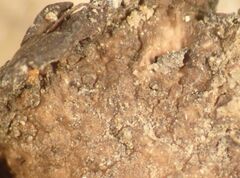 Dermatocarpon miniatum