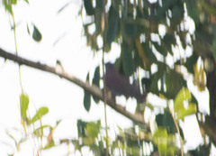 Patagioenas cayennensis
