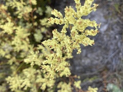 Polygonella polygama