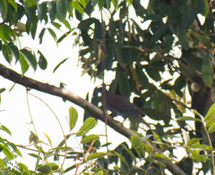 Patagioenas cayennensis