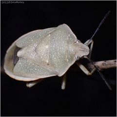Chlorochroa uhleri