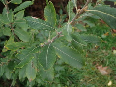 Salix atrocinerea