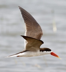 Rynchops flavirostris