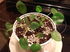 Pilea peperomioides