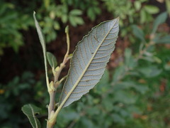 Salix atrocinerea
