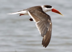 Rynchops flavirostris
