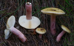 Russula torulosa
