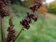 Rumex obtusifolius