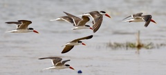 Rynchops flavirostris