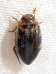 Coptotomus