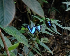 Morpho