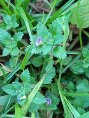 Stemodia verticillata