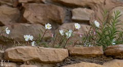Oenothera cespitosa