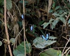 Morpho