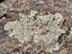 Protoparmeliopsis muralis