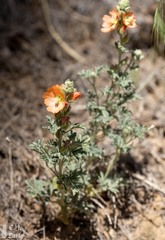 Sphaeralcea coccinea