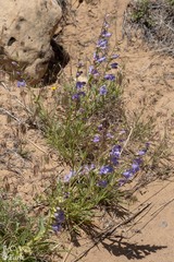 Penstemon comarrhenus