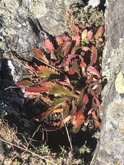 Micranthes petiolaris