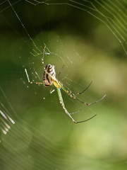 Leucauge dromedaria