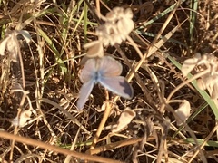 Echinargus isola