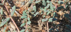 Euphorbia abramsiana