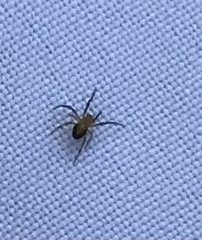 Eriophora ravilla