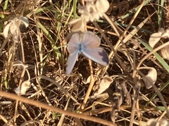 Echinargus isola