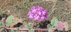 Abronia villosa villosa