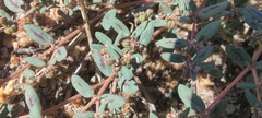 Euphorbia abramsiana