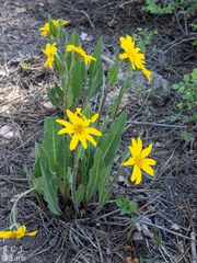 Wyethia amplexicaulis