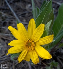 Wyethia amplexicaulis