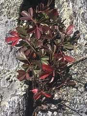 Sibbaldiopsis tridentata