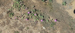 Abronia villosa villosa