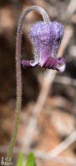 Clematis hirsutissima