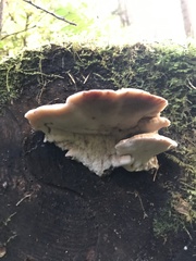 Amylocystis lapponica