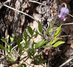Clematis hirsutissima