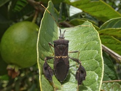 Leptoglossus concolor