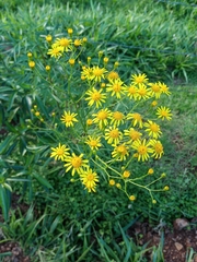 Senecio brasiliensis