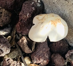 Leratiomyces percevalii
