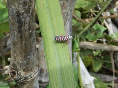Agrosoma placetis