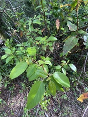 Aristotelia chilensis