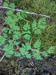 Corydalis scouleri