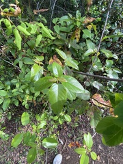 Aristotelia chilensis