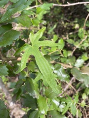 Dioscorea brachybotrya